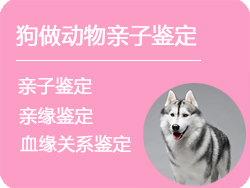 呼和浩特狗做动物亲子鉴定