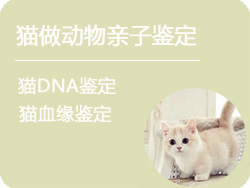 呼和浩特猫做动物亲子鉴定