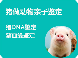 呼和浩特猪做动物亲子鉴定